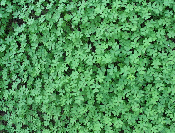 (c)  Barbara van B�rck