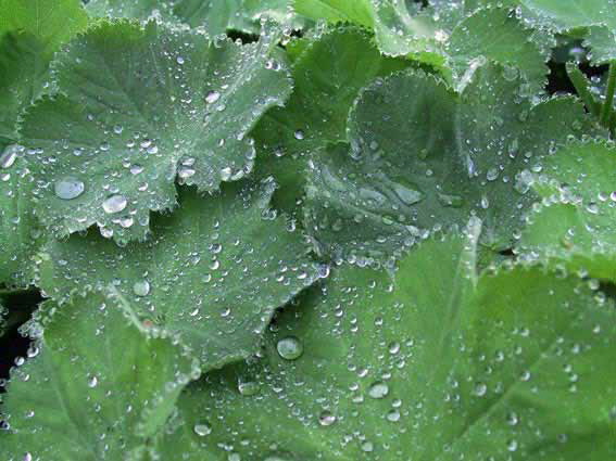 (c)  Barbara van B�rck